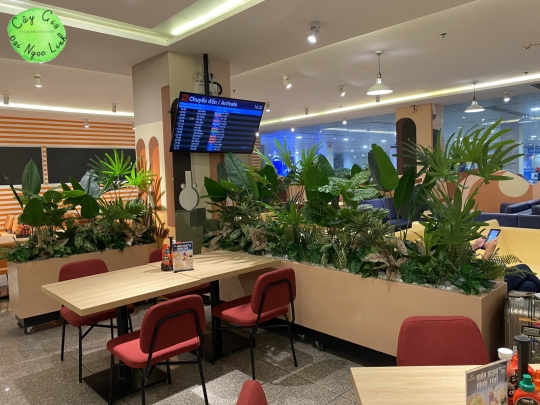 THI CÔNG CÂY GIẢ TẠI SÂN BAY 
