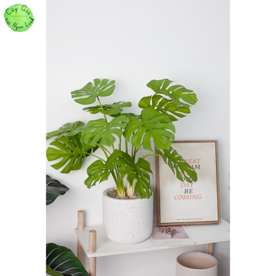 CHẬU CÂY TRẦU BÀ ĐỂ BÀN ĐỂ KỆ NL300-6