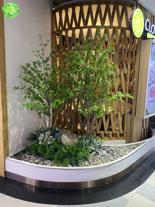 CÂY THẠCH  NAM GIẢ CAO 2M2 NL27-8