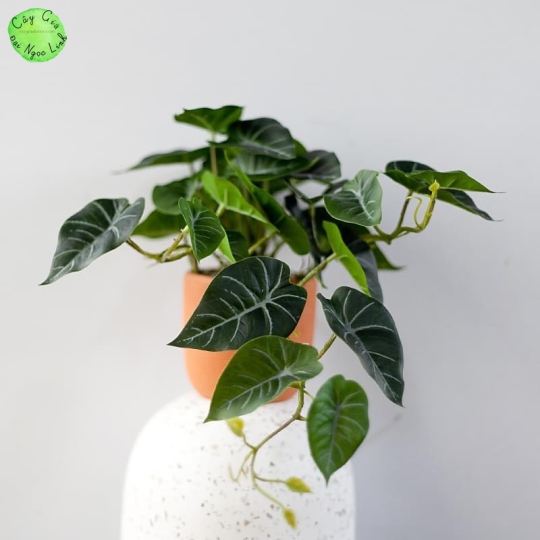 CÂY MINI ĐỂ BÀN NL300-7
