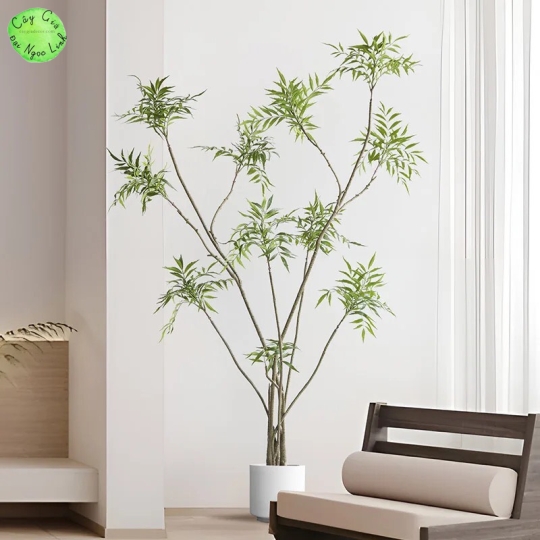 cây hoàng liên trang trí nội thất sang trọng nl35-1